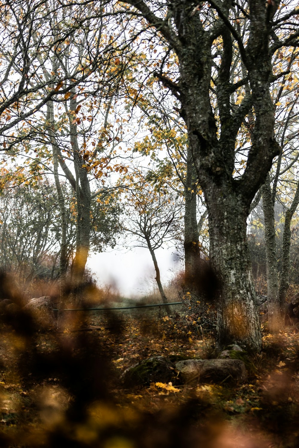 a forest with trees and sunlight