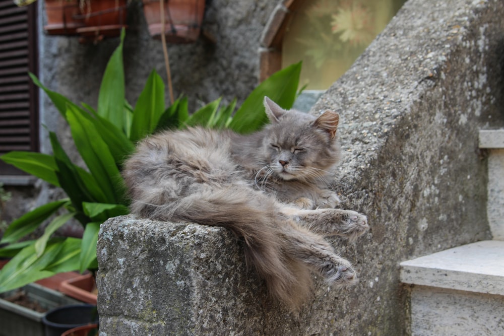 a cat lying on a rock