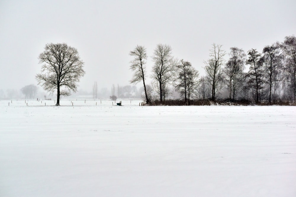 Un campo nevado con árboles