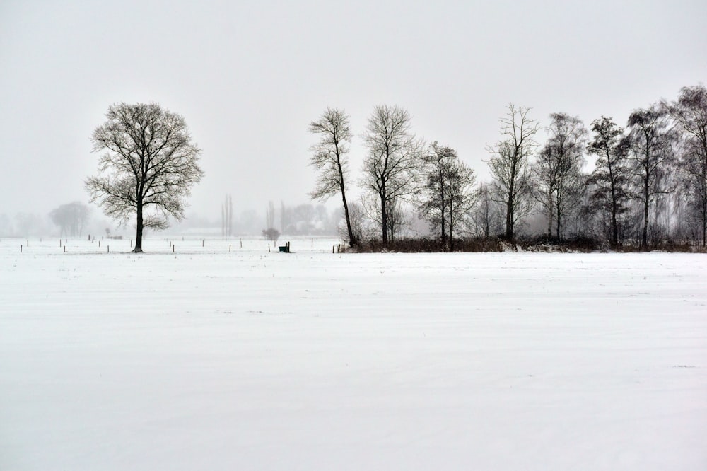 Un champ enneigé avec des arbres