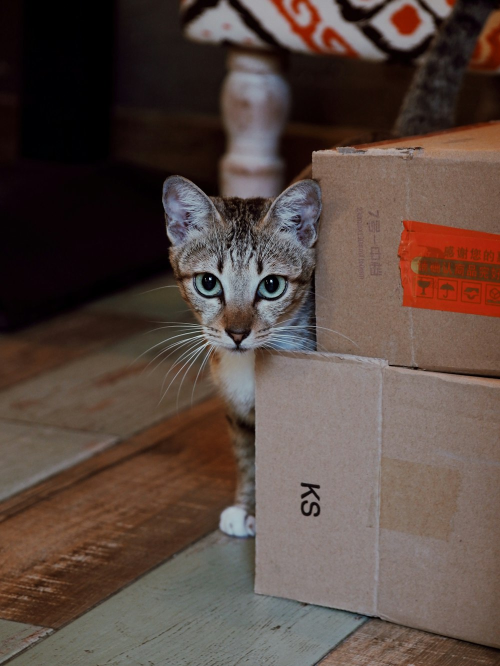 a cat in a box