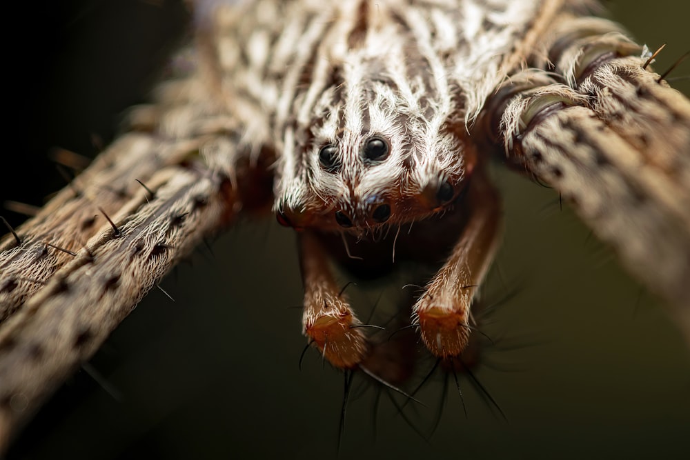 Un ragno con una grande tela