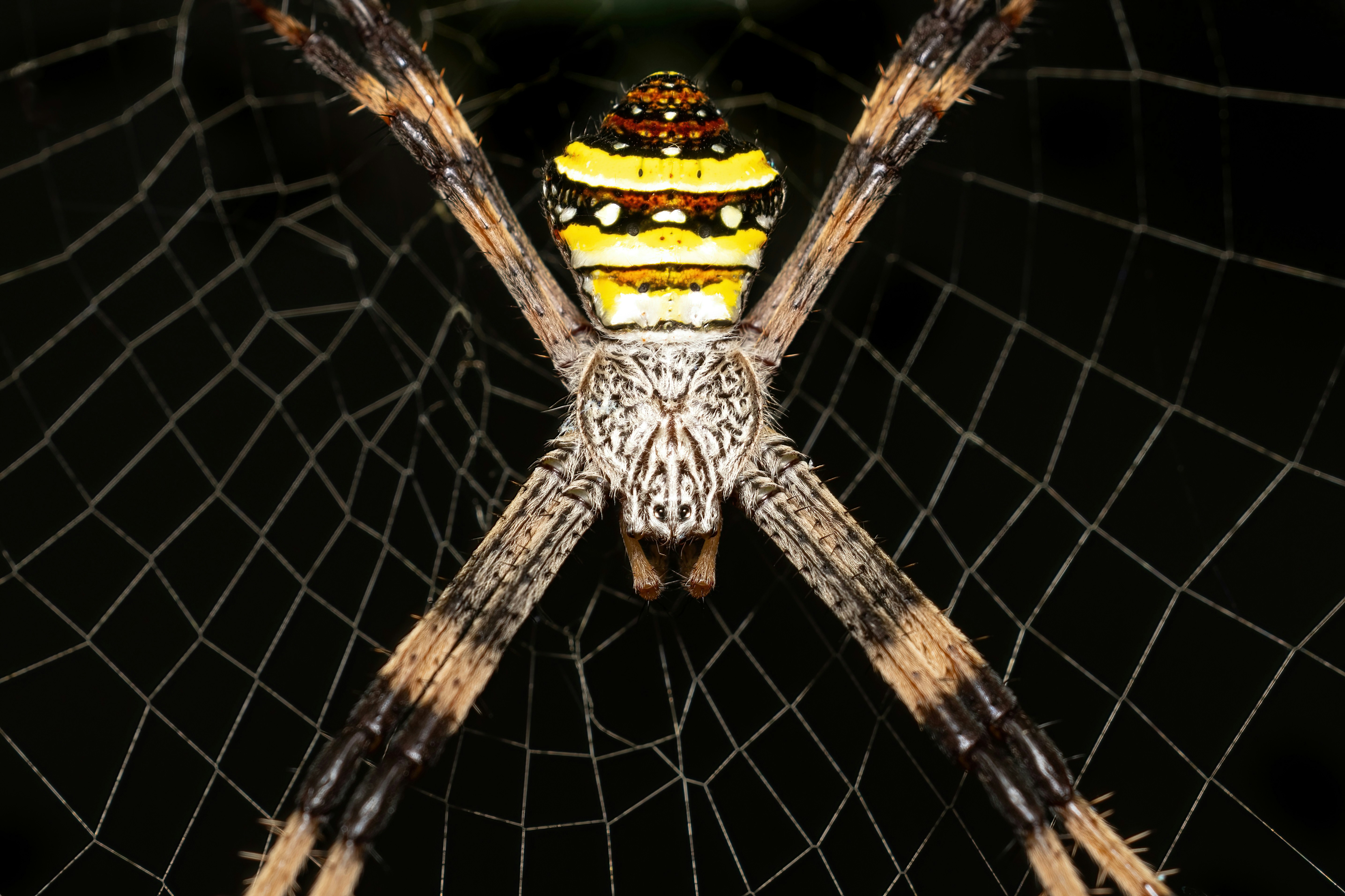 Repatriation Debates Beyond the Object