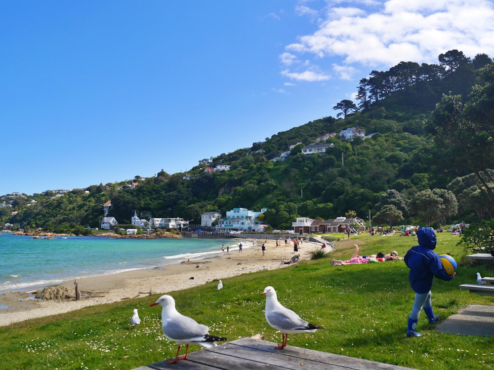 a child walking on a dock with birds on it by a beach