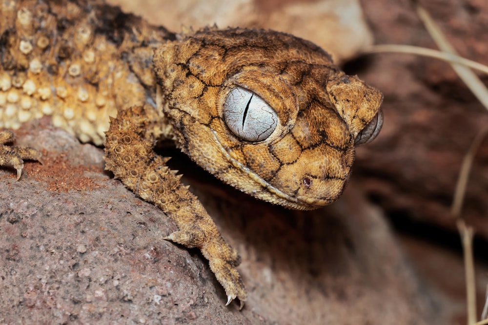 a frog with a large eye