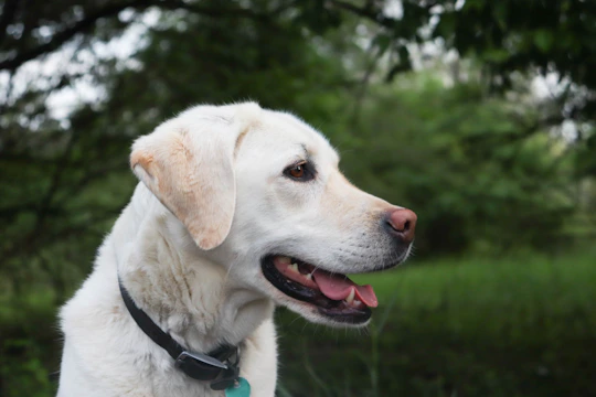 a dog with its mouth open