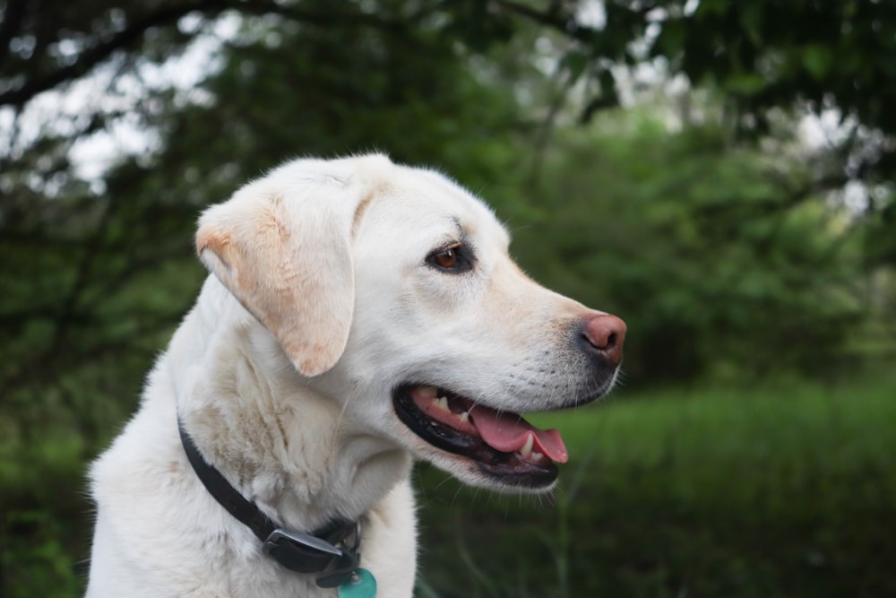 a dog with its mouth open