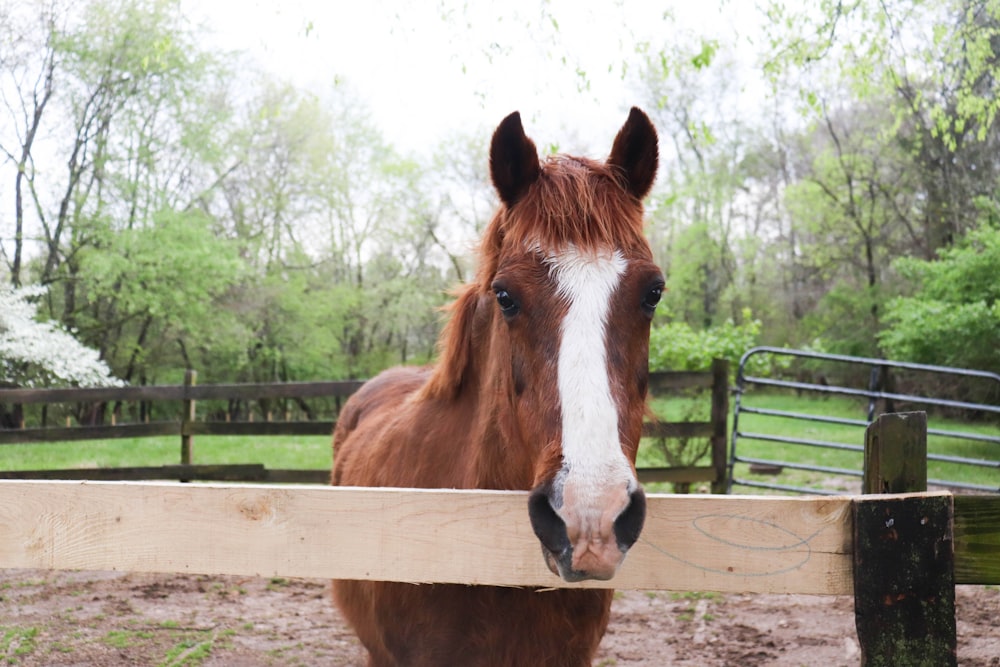 un cheval debout dans une zone clôturée