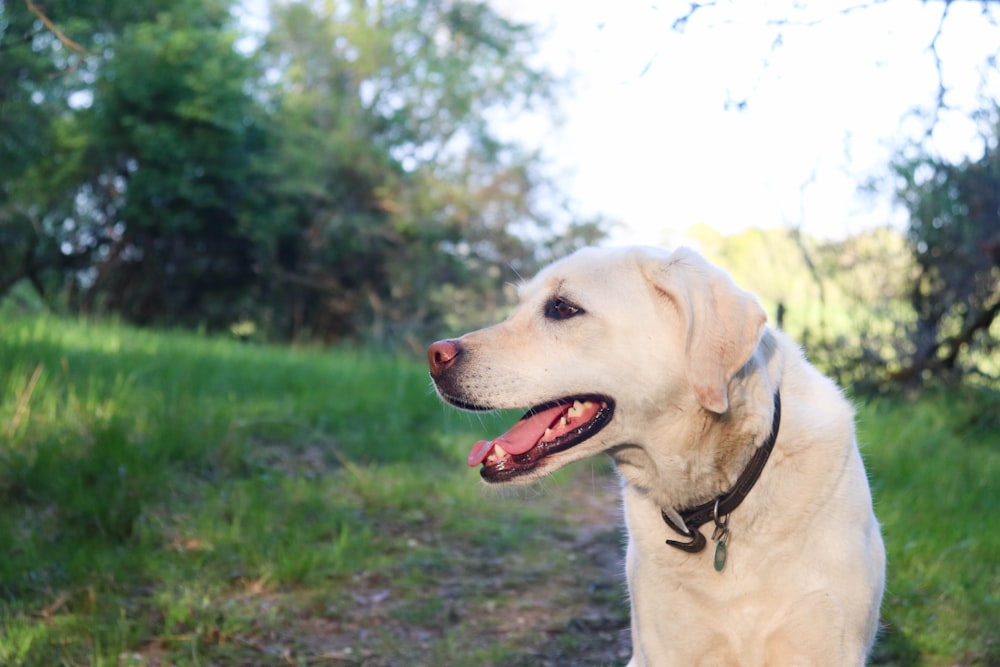 a dog with its mouth open