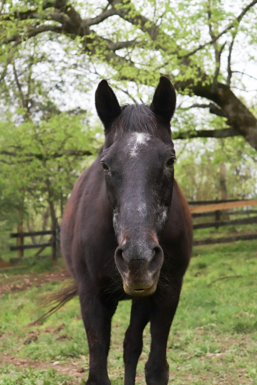 a horse standing in a field