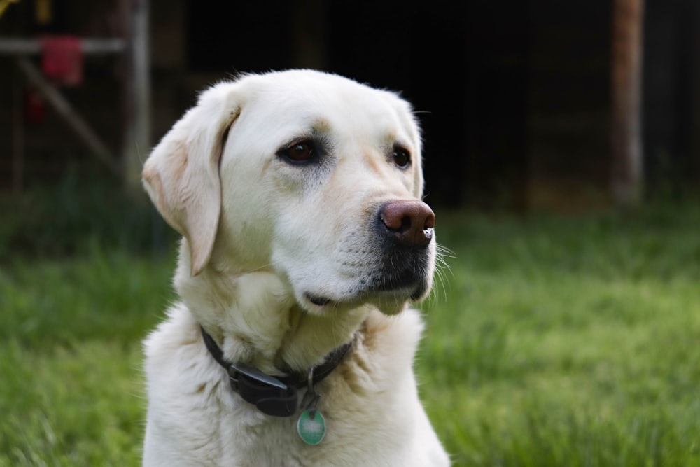 a dog sitting in the grass