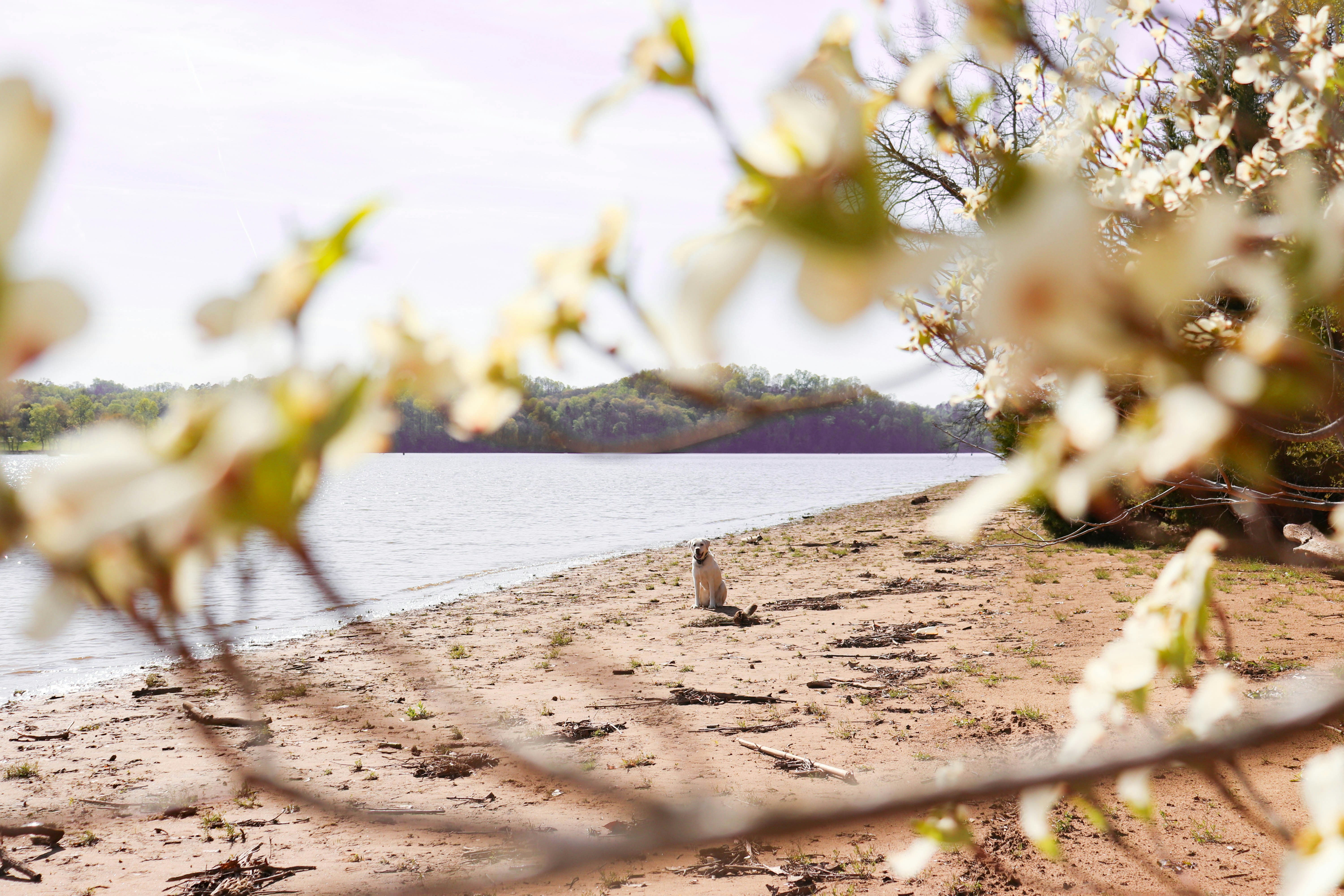 Dog beach