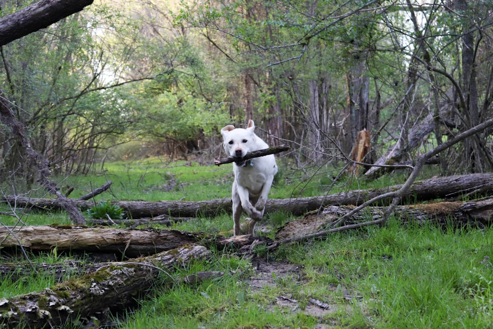 a dog jumping over a fallen tree