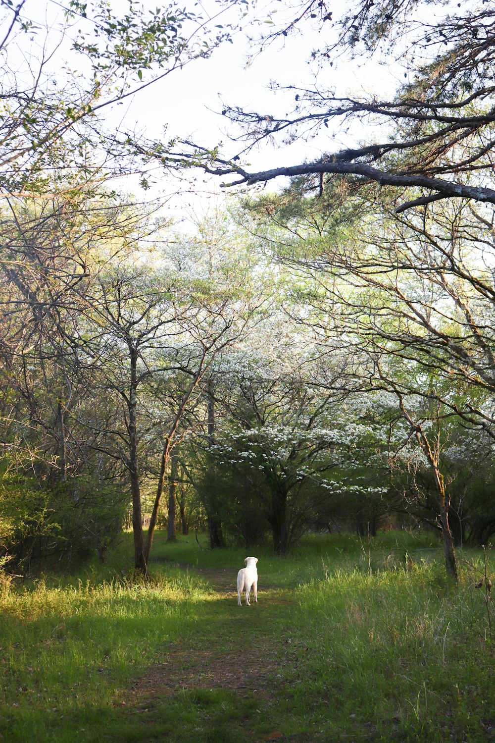 a dog walking in a field