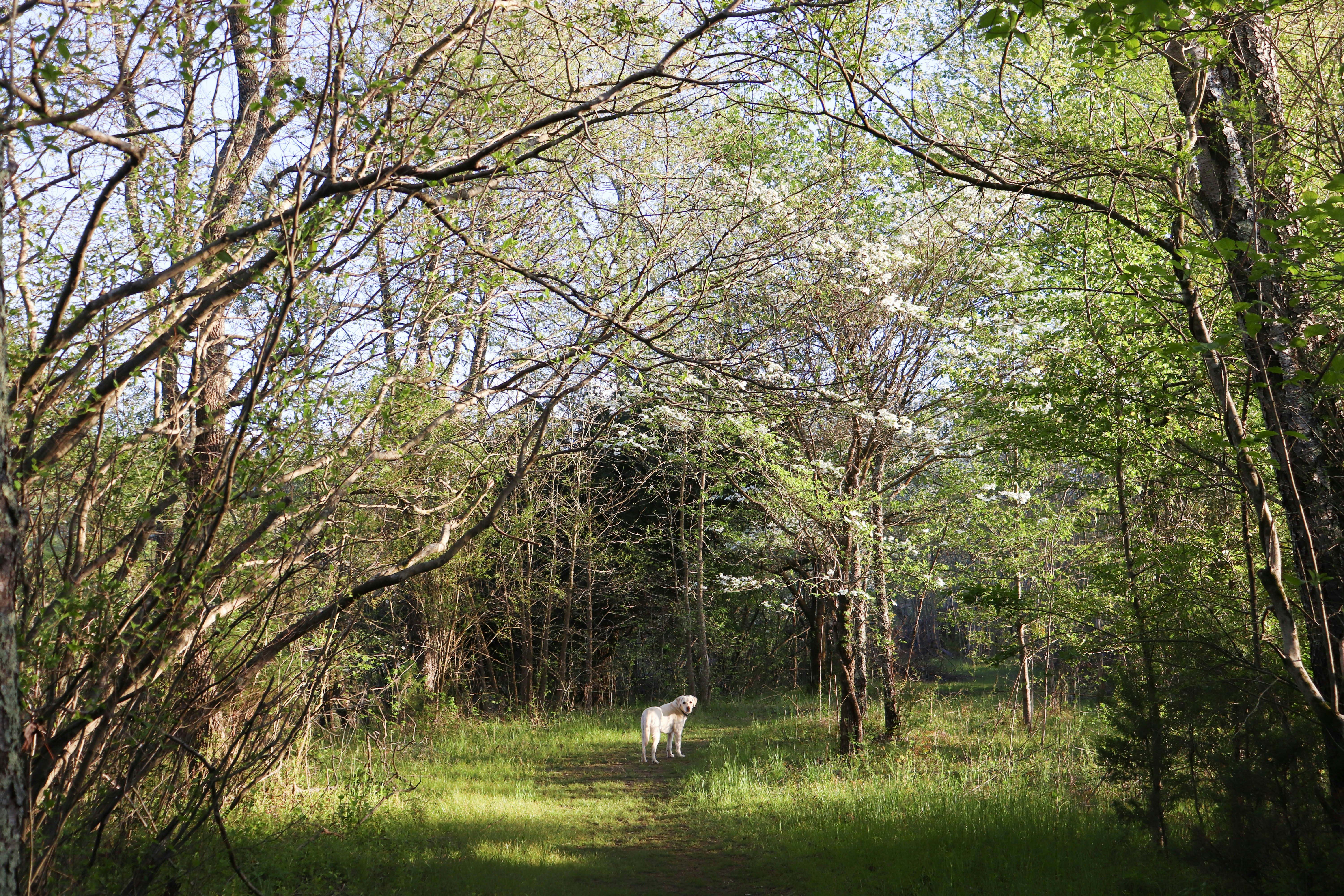 a dog in a field with trees