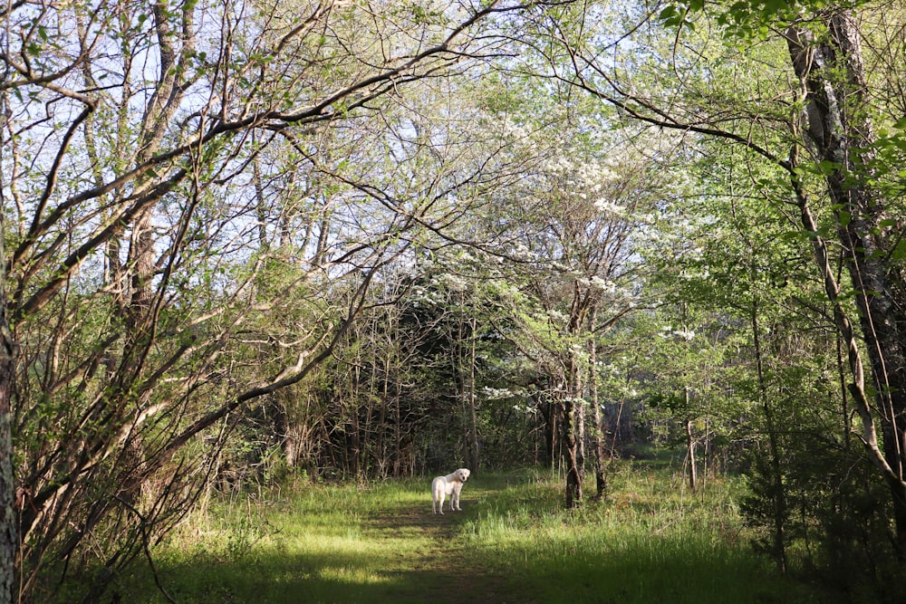 a dog in a field with trees