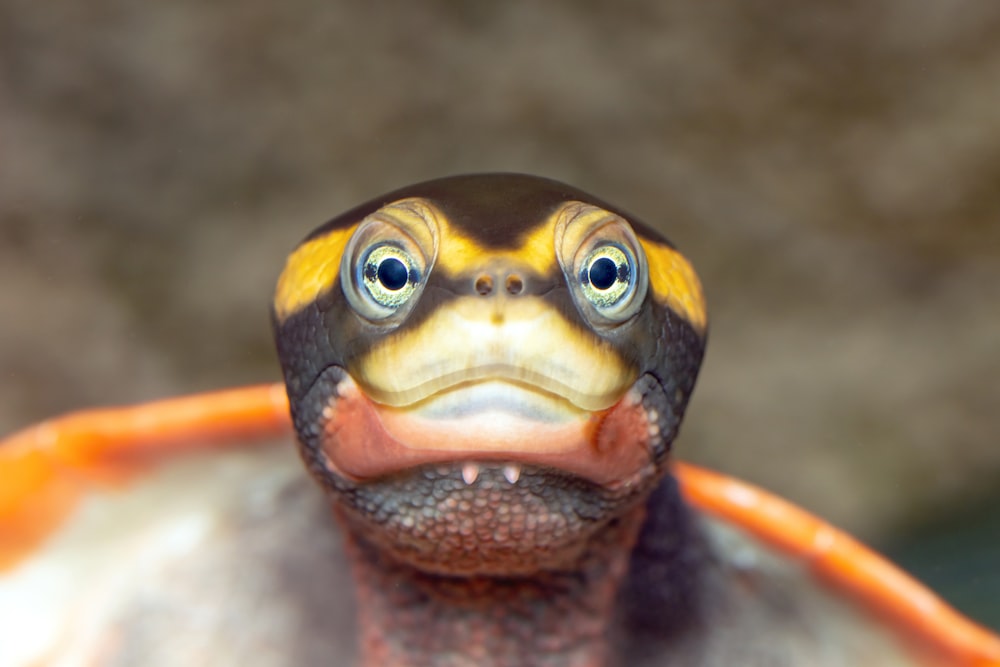 a close up of a frog