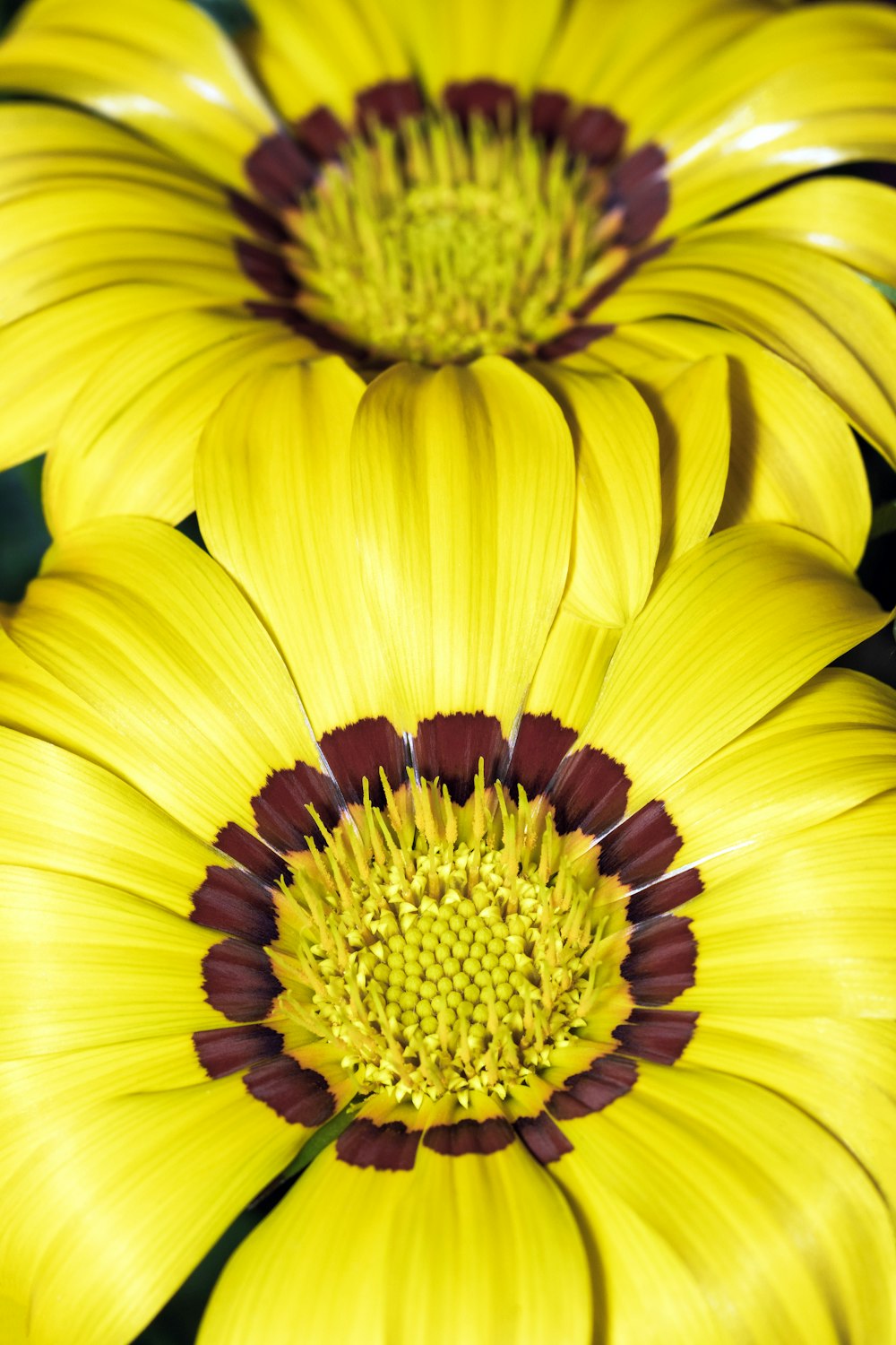 a close up of a yellow flower