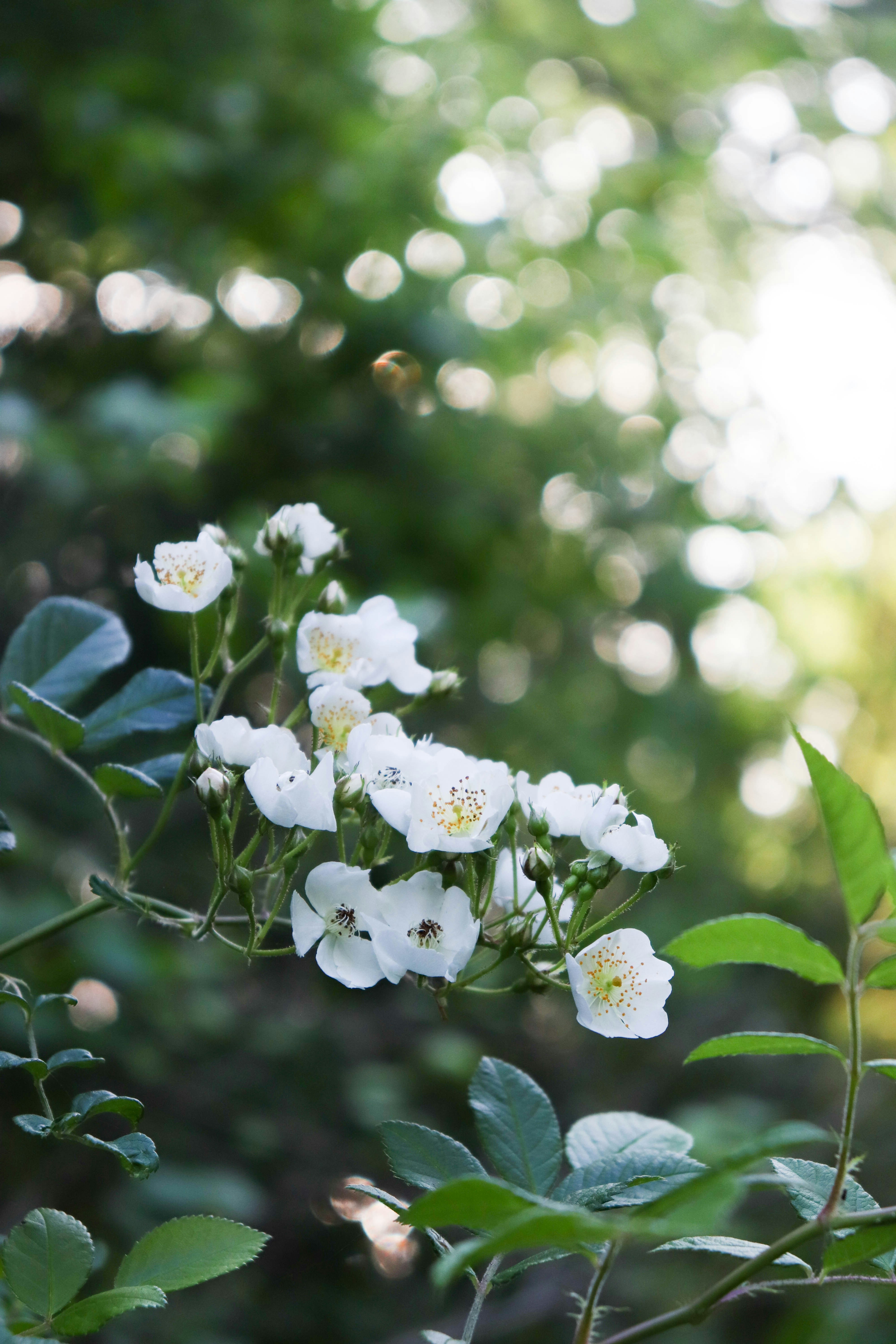 Photo by lroberts067