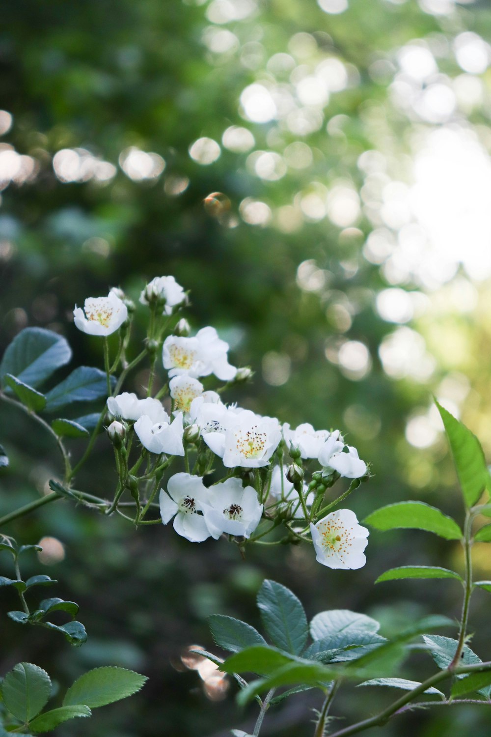 a close up of white flowers