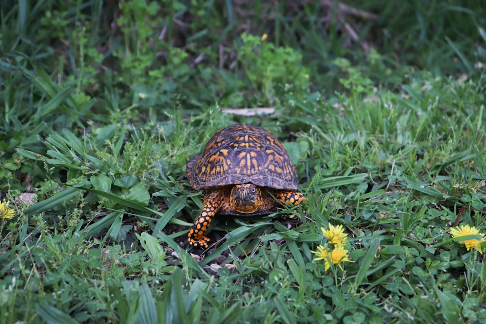 a turtle in the grass