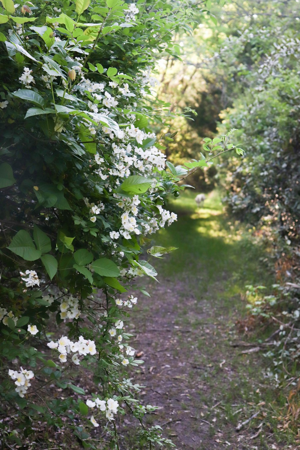a path with plants and flowers
