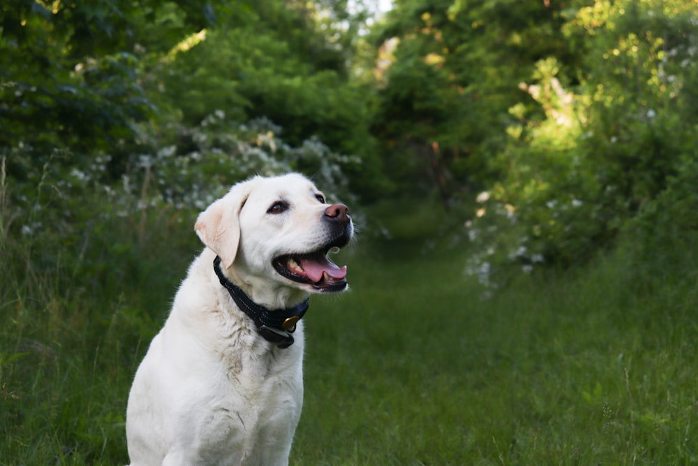 a dog in a grassy area