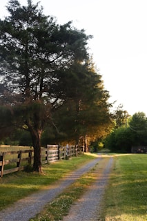 a dirt road with trees on either side of it