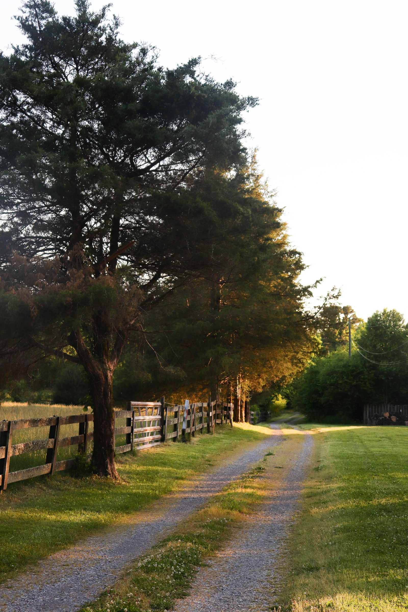 Gravel driveway running through a residential property with grass and fencing on both sides.