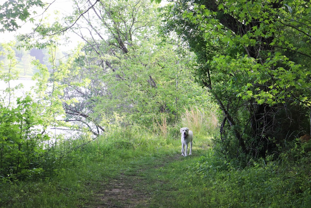 a dog walking on a trail in the woods