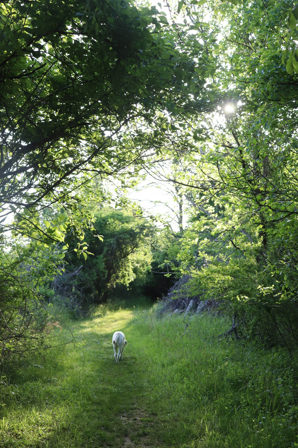 a dog walking in a grassy area