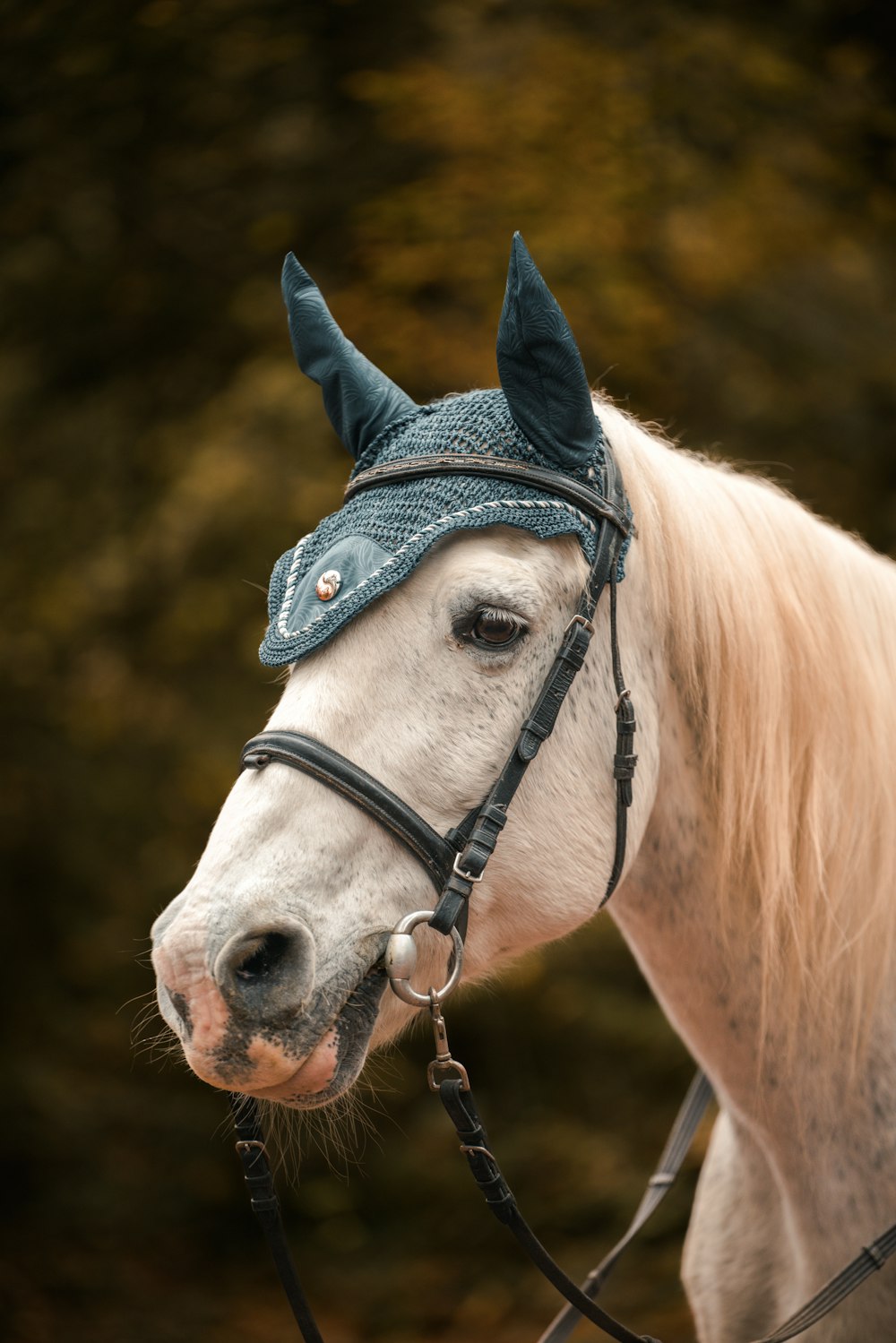 a horse wearing a hat