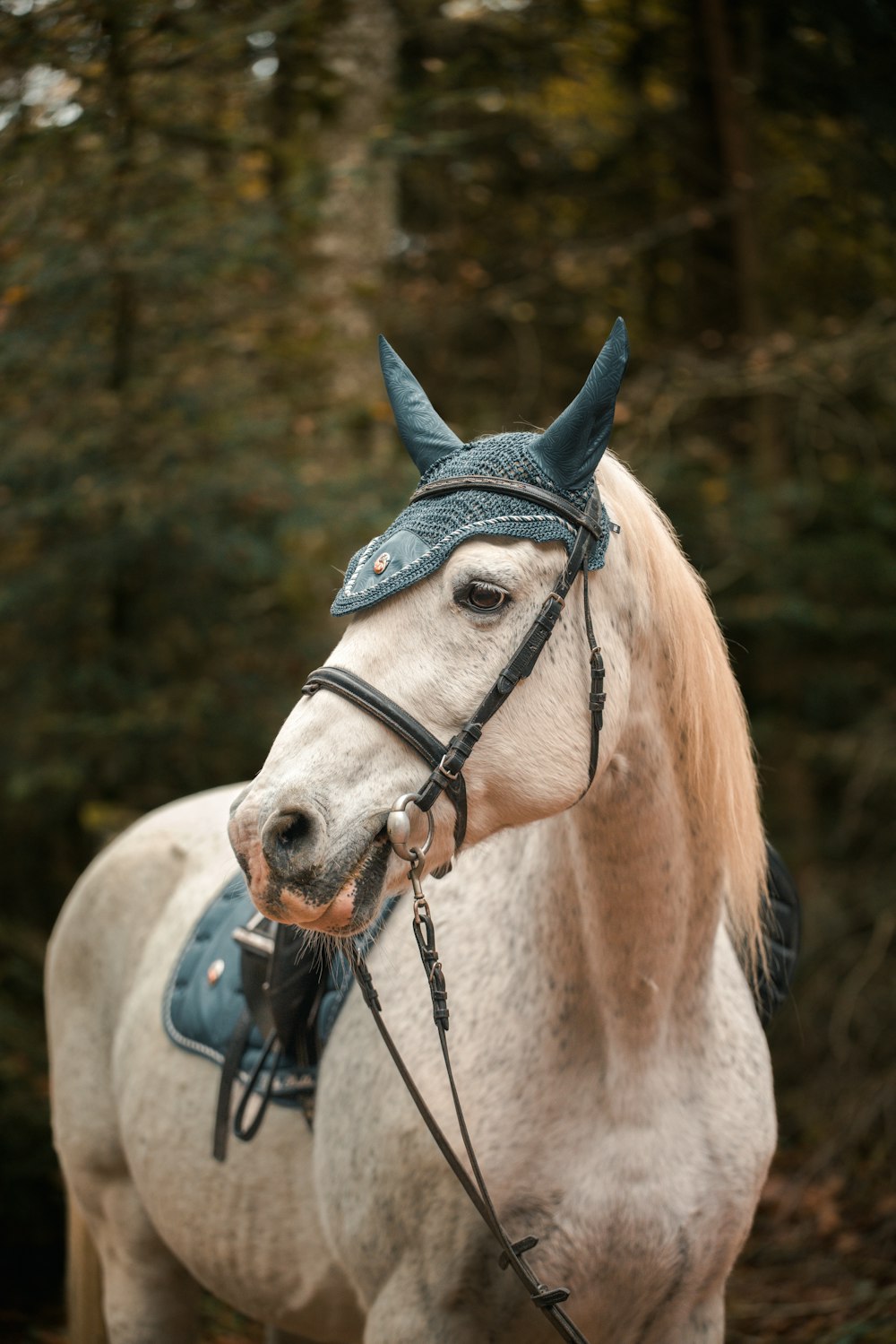 a horse wearing a hat