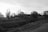 A serene rural landscape with sparse trees and a row of farmhouses in the distance. The field appears expansive, with a small creek running through the foreground.