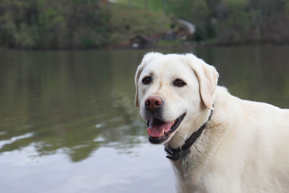 a dog in front of a lake