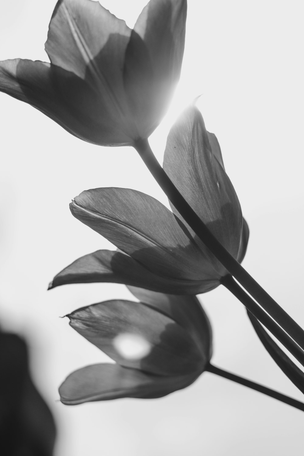 a close-up of a flower