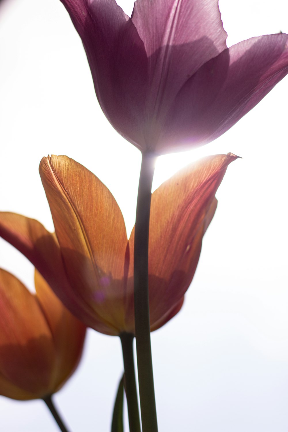 a close up of a flower