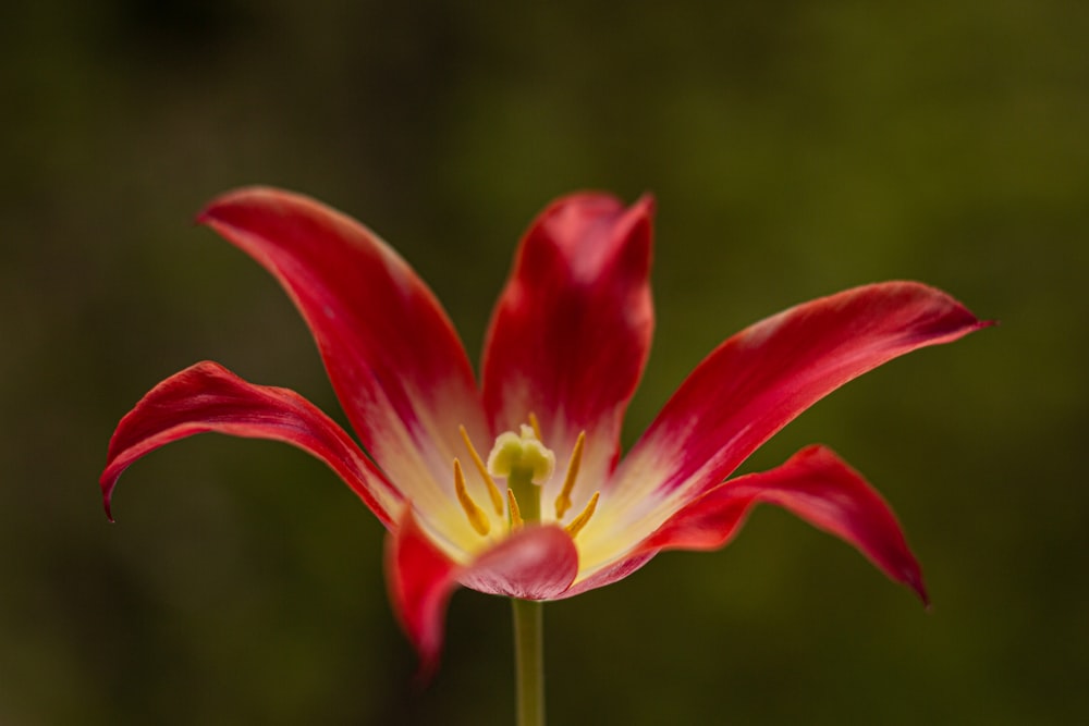 a close up of a flower