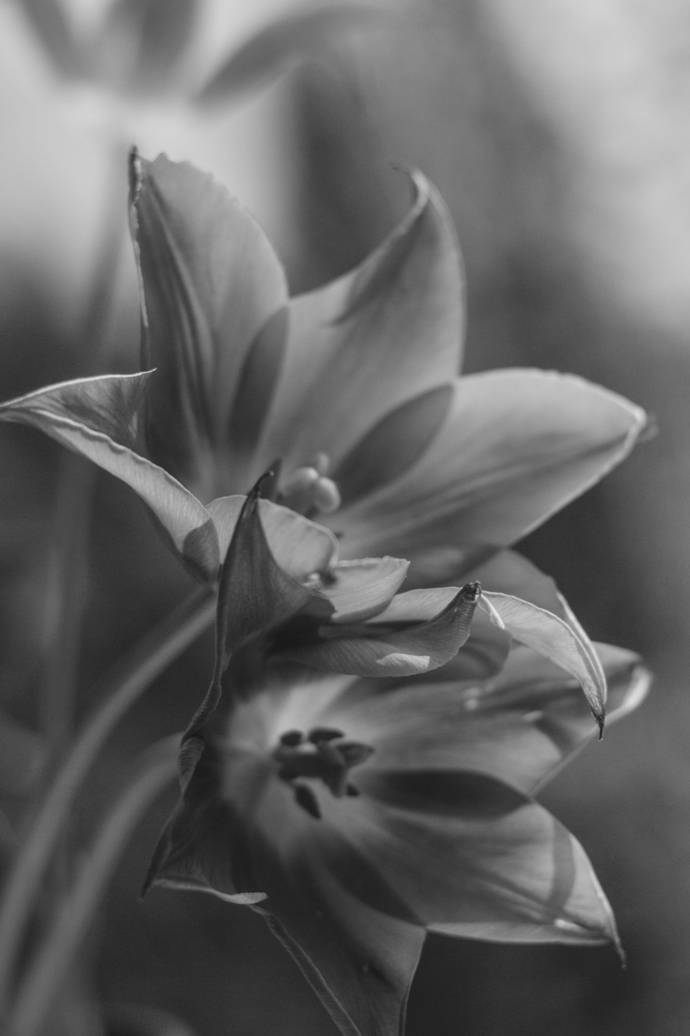 a black and white photo of a flower