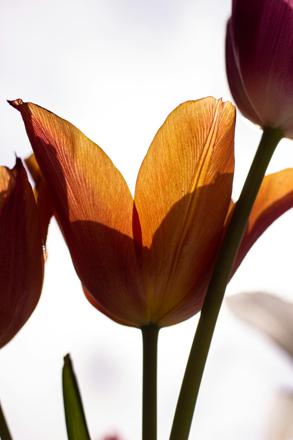 a close up of a flower