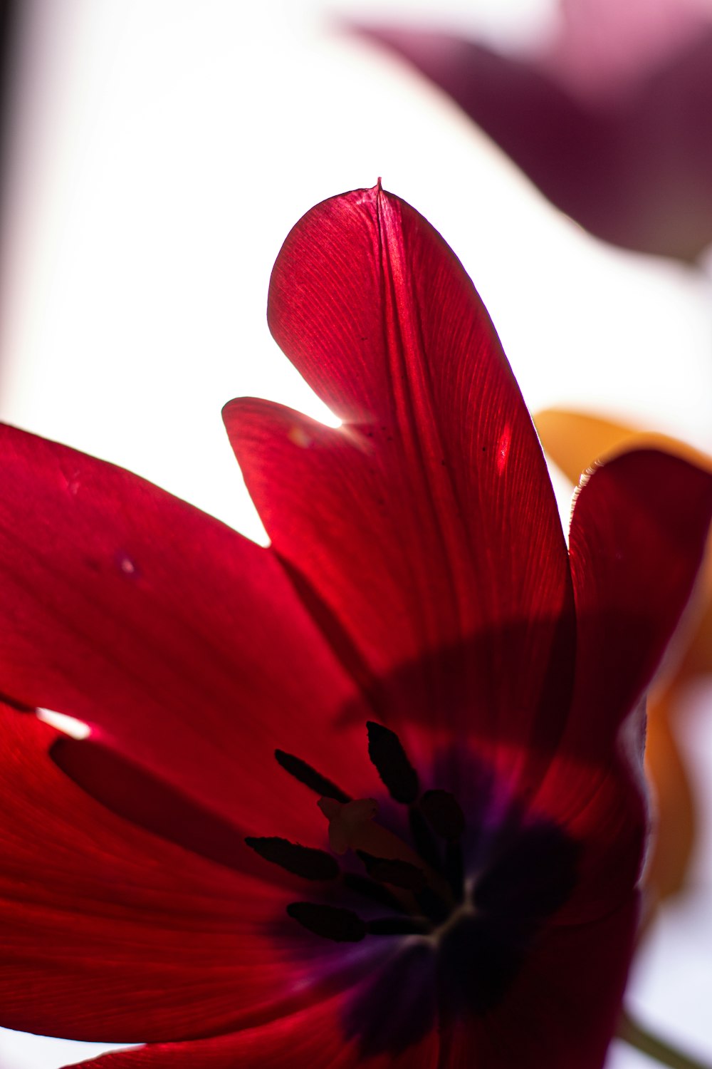 um close up de uma flor vermelha