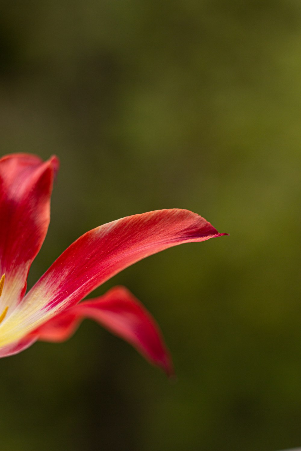 a close up of a red flower