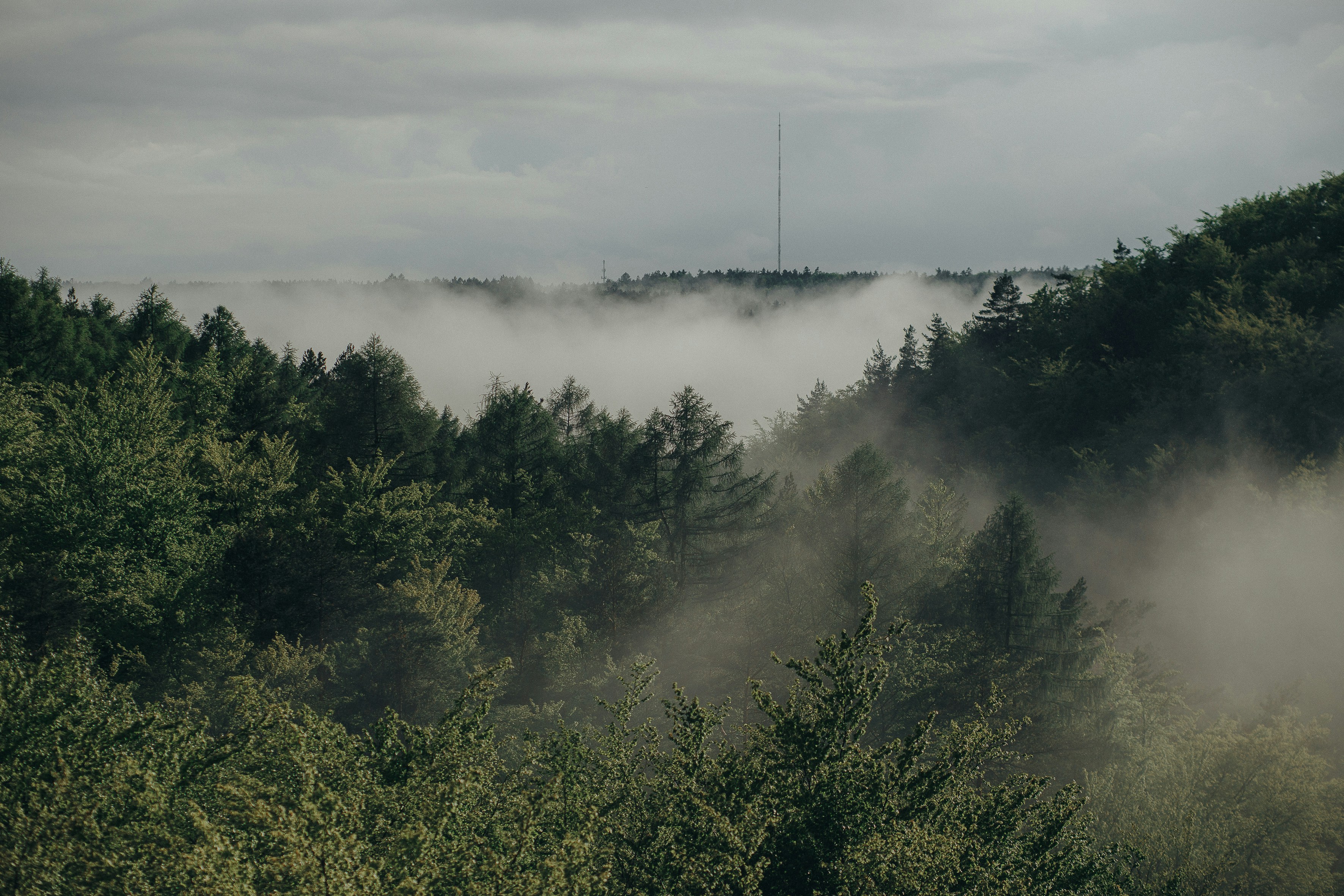 forest wallpaper mist, wallpaper, Compass Navigation: Best Ways to Use in Forests 6