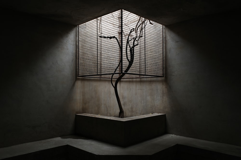 a tree in a room