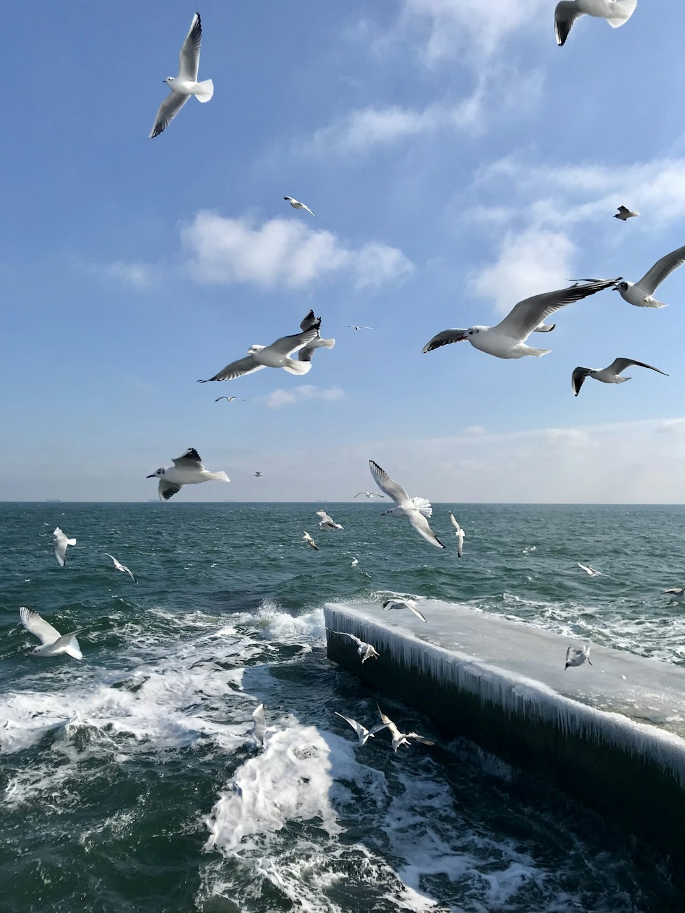 birds flying over water