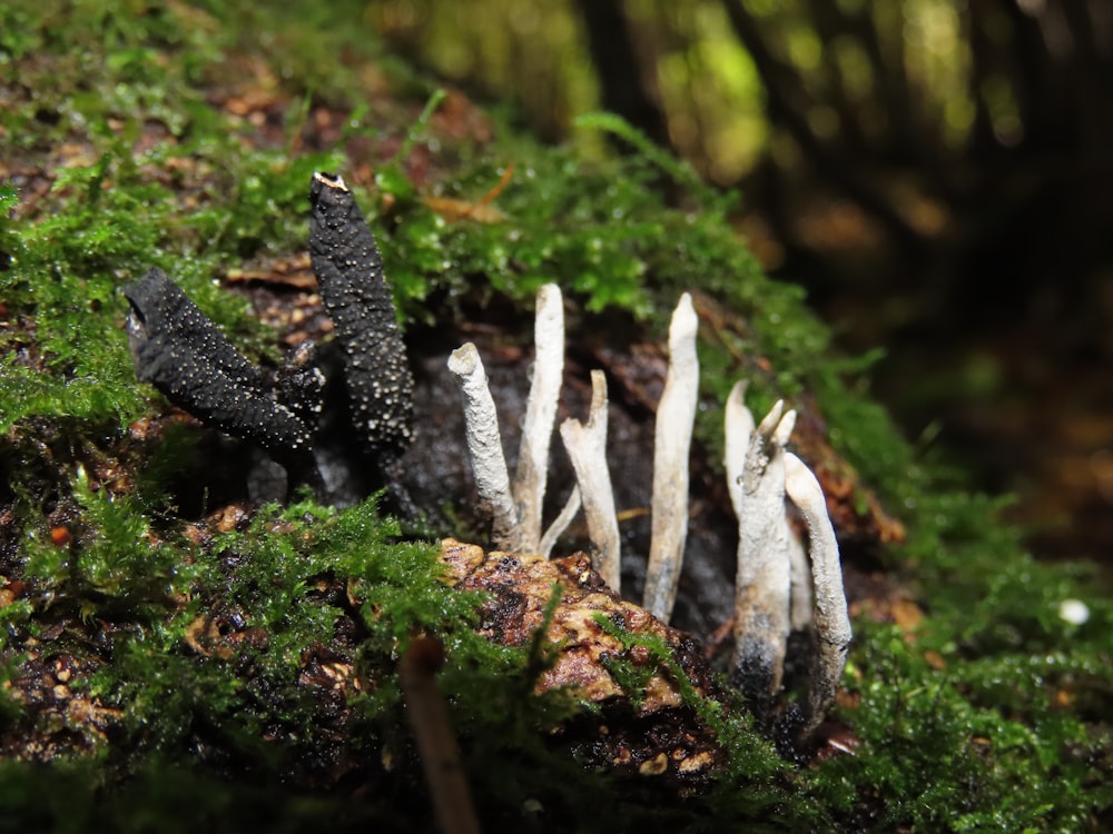 a group of mushrooms growing on moss
