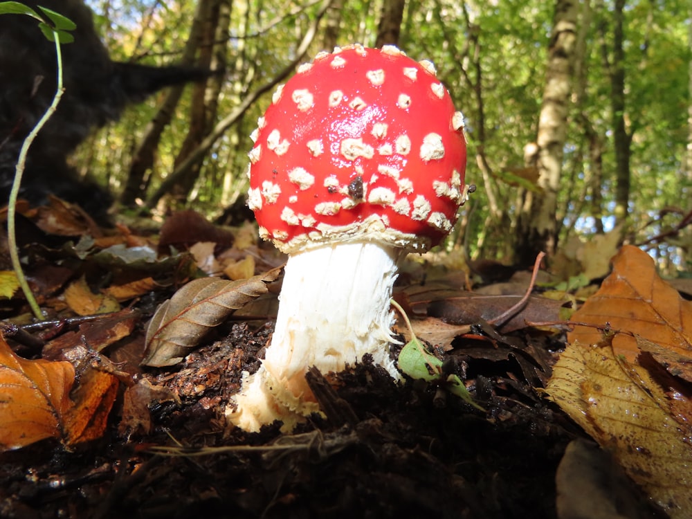 a red mushroom with white spots