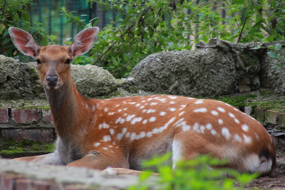 a deer lying on a rock