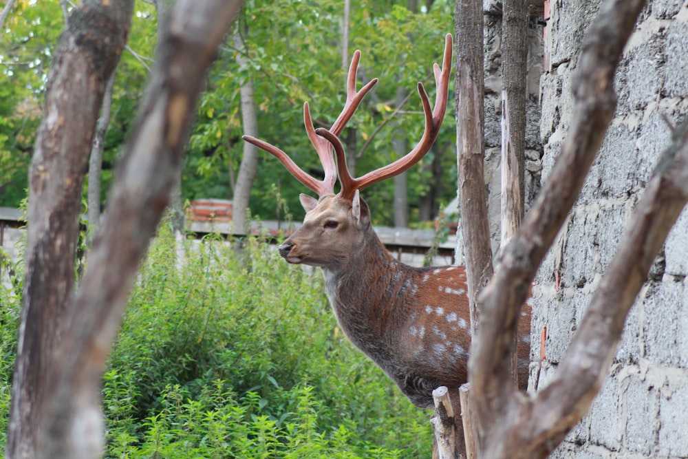 a deer with antlers in a wooded area