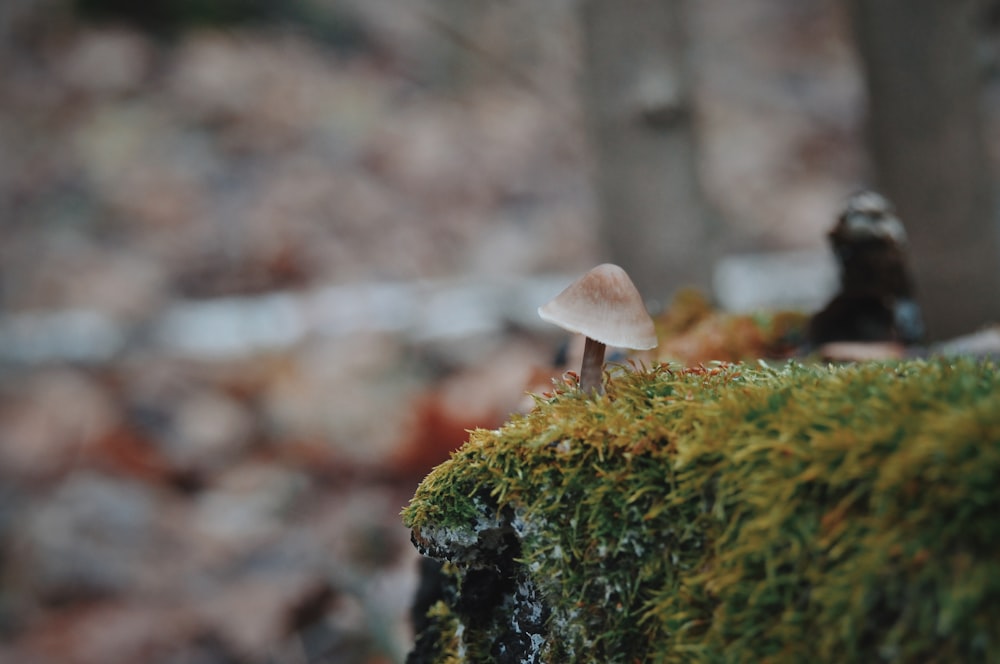 a mushroom growing out of moss